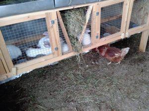 Yeni başlayanlar için tavşanları kafeslerde tutmanın nüansları, artıları ve eksileri