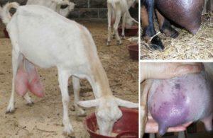 Wie und wie man Mastitis bei Ziegen zu Hause behandelt