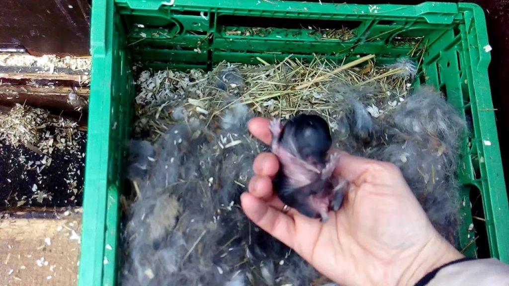 Geburt eines Kaninchens