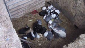 Technology for breeding and raising rabbits in a pit at home