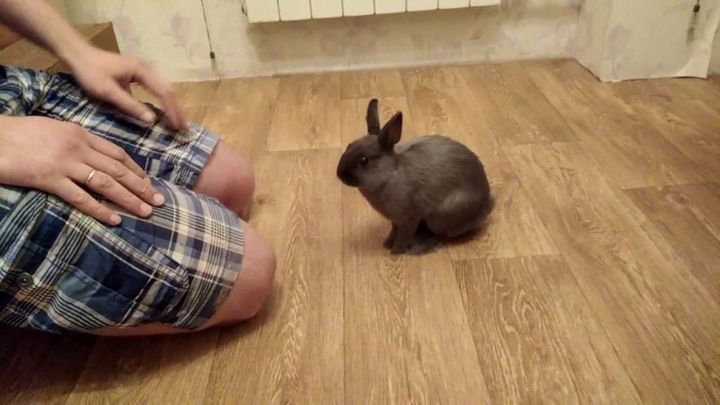 como entrenar a un conejo