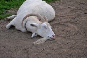 Årsager og symptomer på ketose hos geder, diagnose og behandling og forebyggelse