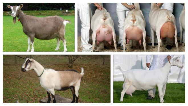 different goats