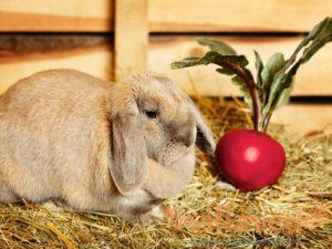 Co i jak karmić królika po urodzeniu i jak zwiększyć produkcję mleka