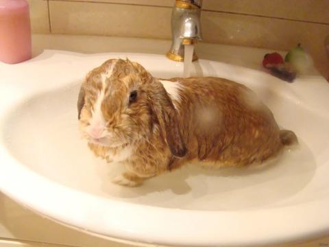 أرنب الاستحمام