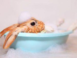 Có thể tắm cho thỏ trang trí tại nhà không