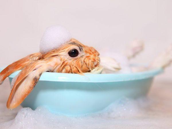 กระต่ายอาบน้ำ