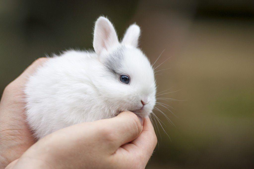 bílý králík