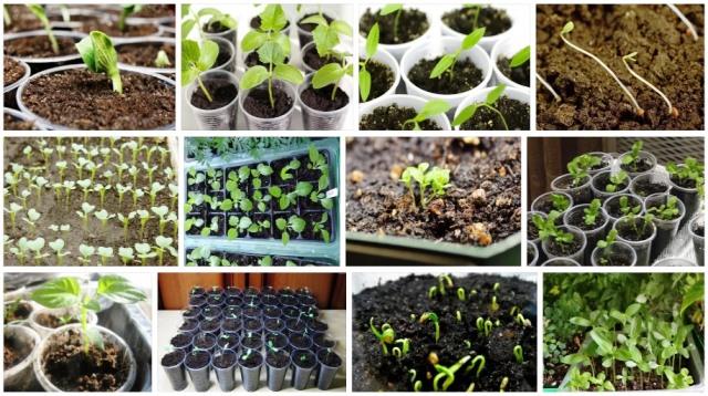 Gunstige og ugunstige dage til plantning af agurker i juni 2020