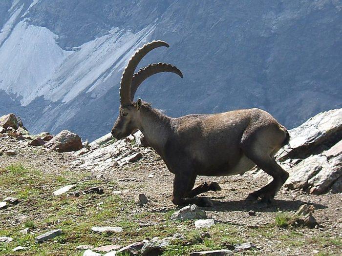 cabra de muntanya alpina