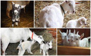 Quand est-il préférable de retirer les chevreaux de la chèvre que de nourrir les jeunes et comment les élever