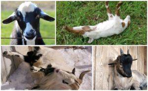 Korktuklarında yere düşen keçilerin cinslerinin ve korktuklarında bayılmalarının nedenleri hakkında açıklama