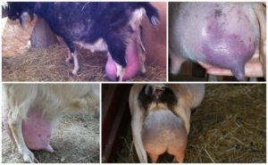 Was tun mit Euterödem bei einer Ziege nach der Geburt und die Ursachen der Erkrankung, Behandlung