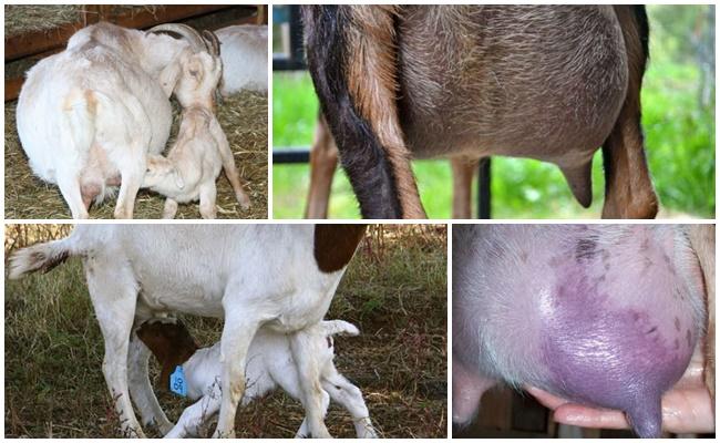 Que faire avec une petite quantité de lait chez une chèvre après l'agnelage et comment augmenter