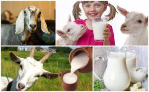 Fedtindhold i gede- og komælk, og hvordan man kan bestemme derhjemme