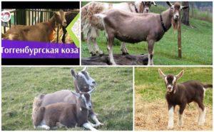 Descrierea și caracteristicile caprelor din Toggenburg, regulile de păstrare