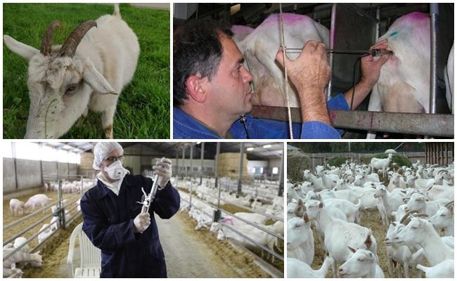 inseminazione artificiale di capre