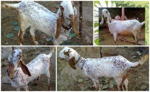 Description and characteristics of Bital goats, rules of care and maintenance