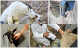 Pros y contras de la inseminación artificial de cabras, tiempos y reglas.