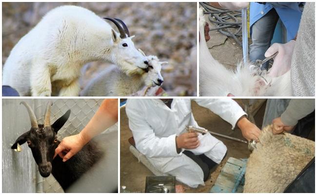 artificial insemination of goats