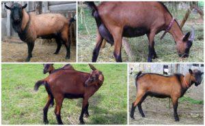 Top 5 breeds of hornless goats and comparative characteristics of productivity