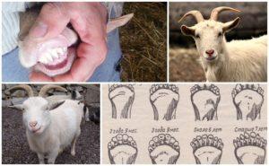 Cómo determinar la edad de una cabra por dientes, cuernos y apariencia y métodos incorrectos.