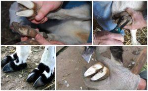 Ako správne orezať kopyty kozy doma a náradie