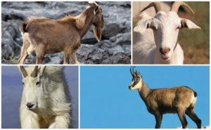 Beskrivelse og opførsel af vilde geder, hvor de bor og deres levevis