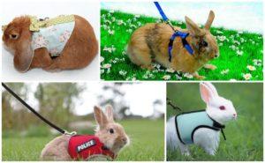 Rodzaje uprzęży dla królików i jak je wykonać samodzielnie, jak chodzić