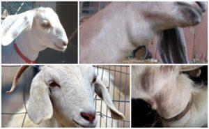 Qu'est-ce que cela peut être si une chèvre a une bosse sur le cou et comment détecter et traiter correctement