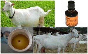 Com determinar l’embaràs d’una cabra a casa, signes i mètodes
