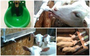 Druhy a požiadavky na pijanov pre kozy, pokyny na výrobu vlastných rúk