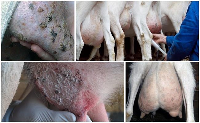 Motivul pentru apariția sângelui în lapte într-o capră, ce trebuie făcut și metodele de tratament