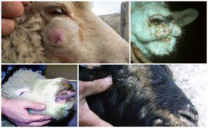 Ways of infection and symptoms of smallpox in goats and sheep, treatment methods and consequences