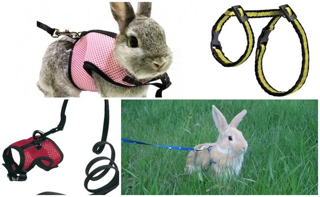 harness for rabbits