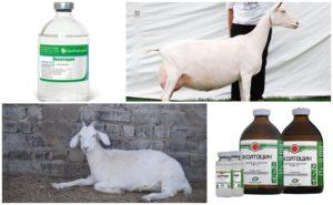 Instructies voor gebruik en dosering van oxytocine, wanneer de geit en analogen moeten worden gegeven