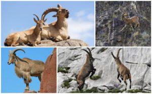 Kalnų ožkų veislės ir pavadinimai, kaip jie atrodo ir kur gyvena