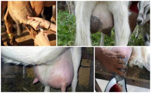 De reden voor het verschijnen van bloed in melk bij een geit, wat te doen en behandelingsmethoden