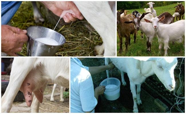 Amire szüksége van egy kecske takarmányozásához, hogy növelje a tejhozamot, az otthoni módszerek