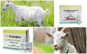 Sammensætning og instruktioner til brug af Estrofana til geder, dosering og analoger