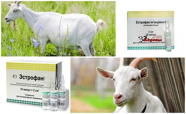 Estrophan für Ziegen