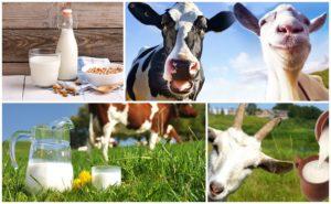 Hvilken mælk er sundere i sammensætning, ko eller ged og en tabel med forskelle