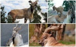 Popis a místo, kde žijí spálené kozy, stav a postavení druhu v přírodě