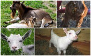 Možné příčiny průjmu u koz, způsoby léčby a metody prevence