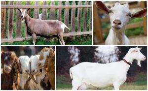 ¿Cuántos años viven las cabras y dan leche en casa, cómo extender el período?