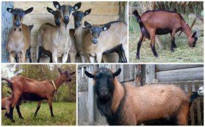 A cseh kecskefajta leírása és a tartási szabályok, az állatok költsége