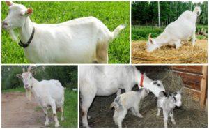 Consecuencias del hecho de que la cabra después del parto comió la placenta y el tratamiento de la placentofagia.