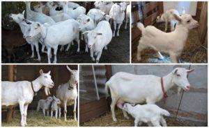 Descrierea și caracteristicile caprelor Saanen, îngrijirea lor și cât costă