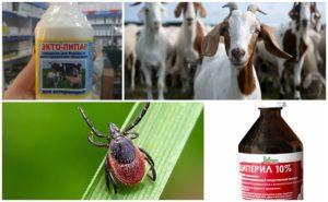 Pravila i lijekovi za liječenje koza od krpelja i što učiniti s ubodom parazita