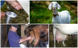 Ako správne dojiť kozu a funkcie starostlivosti, odborné rady